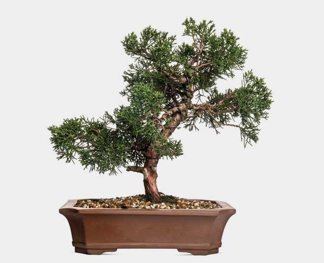 juniper bonsai plan for home office