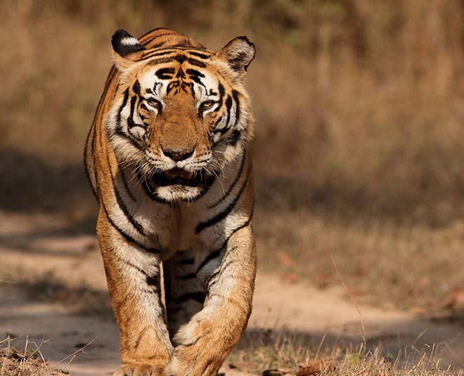 10-best-tiger-reserves-in-india-in-hindi