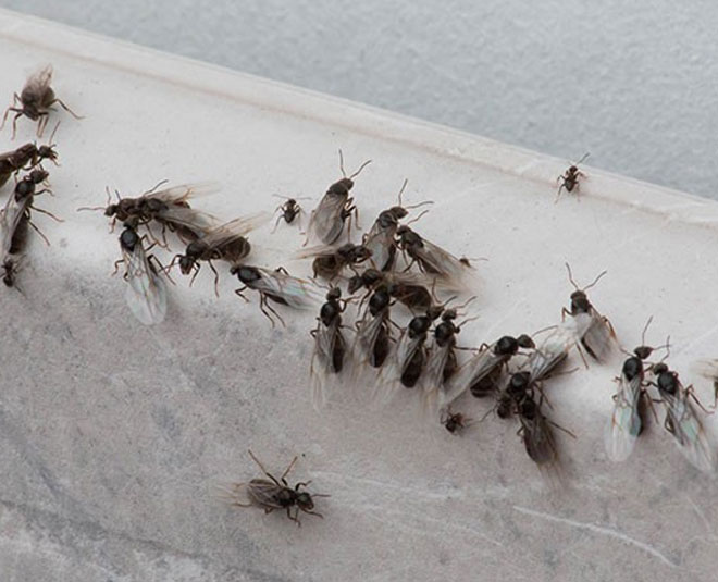 Amazing Uses of Basil Oil In Hindi amazing uses of basil oil HerZindagi