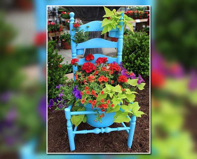 kursi use as a plantert