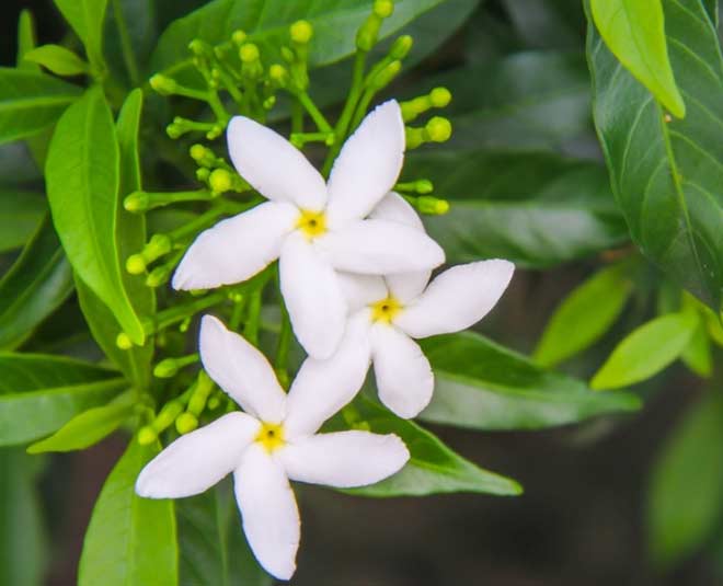 lavender for home office