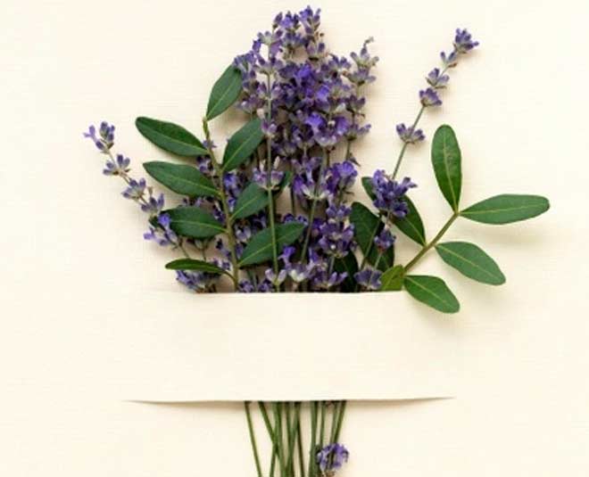lavender plant for home office