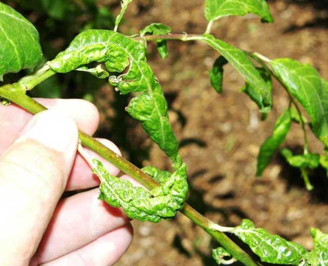 leaf curl virus