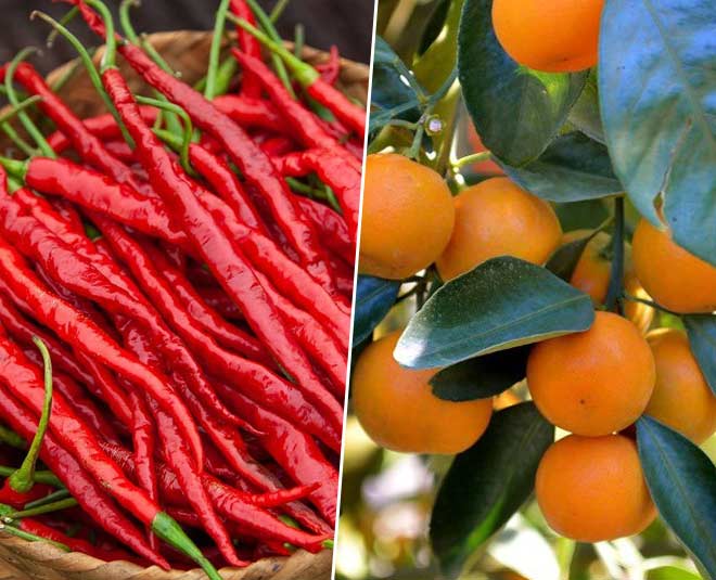 Manipur Hathei Chilli And Tamenglong Orange Get GI Tag, What's So Special About The Two Products