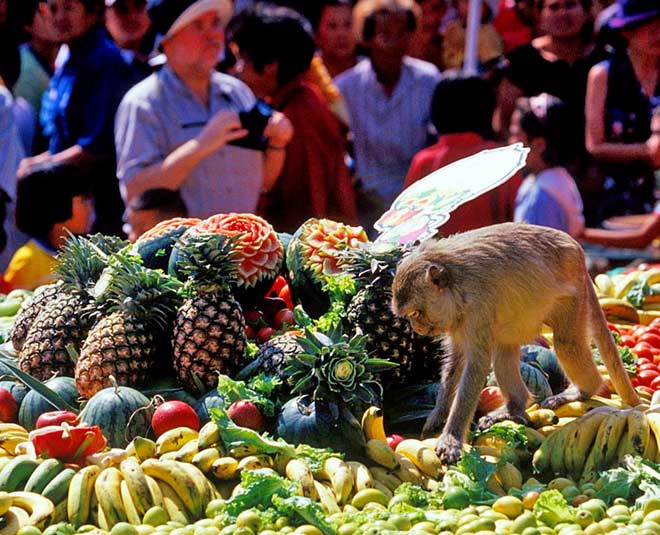 moneky buffet festival in thailand