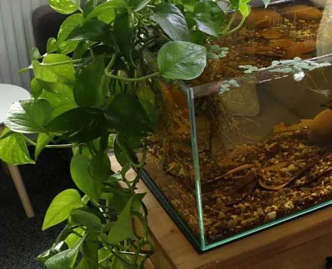 money plant in water