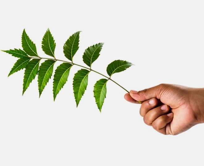 neem leaves for bed box