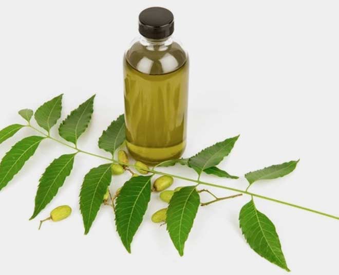 neem oil in plant