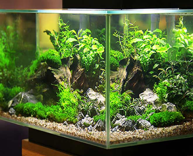 Which Plants Can Grow in Aquarium in Hindi
