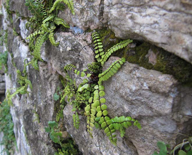 plants on walls