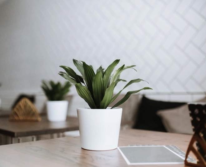 pots and different plants