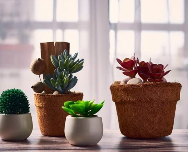 pots for plants