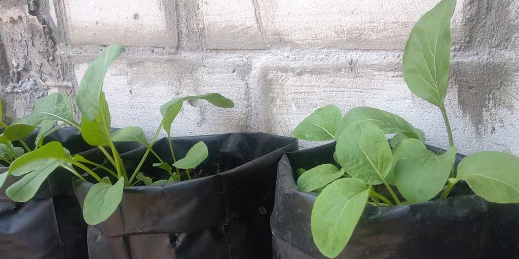 Pros and Cons of Using Grow Bags in GardenGrow bags का इस्तेमाल करने