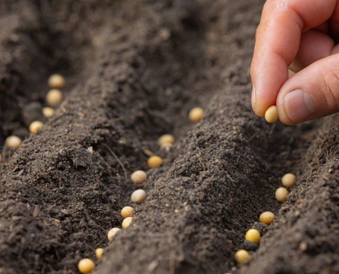 seeds use before planting