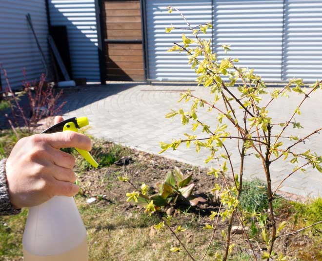 spray in plants