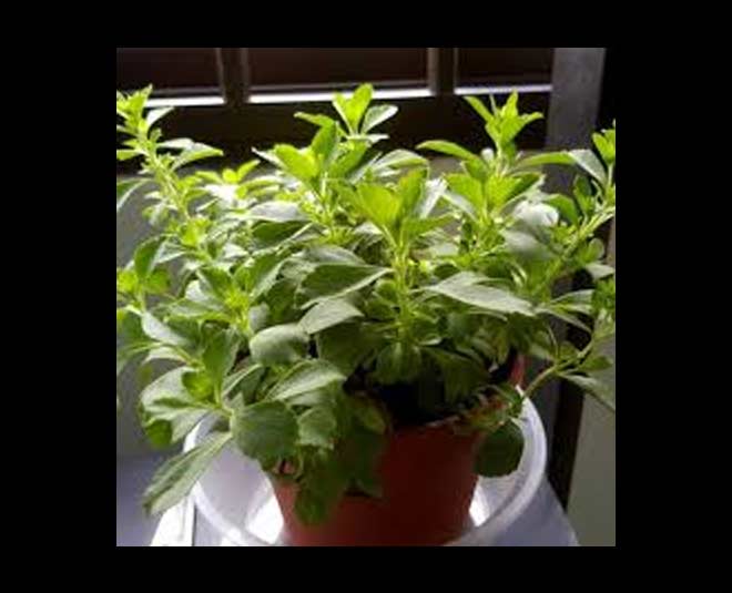 stevia plant care sunlight