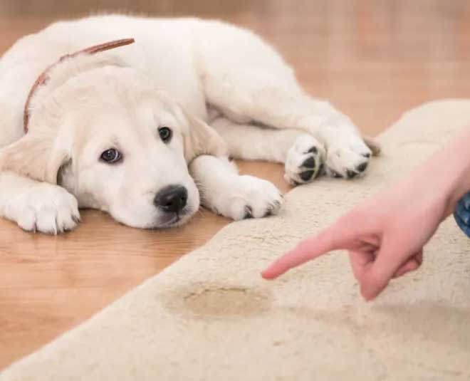 how-to-clean-dog-urine-from-floor-in-hindi-how-to-clean-dog-urine