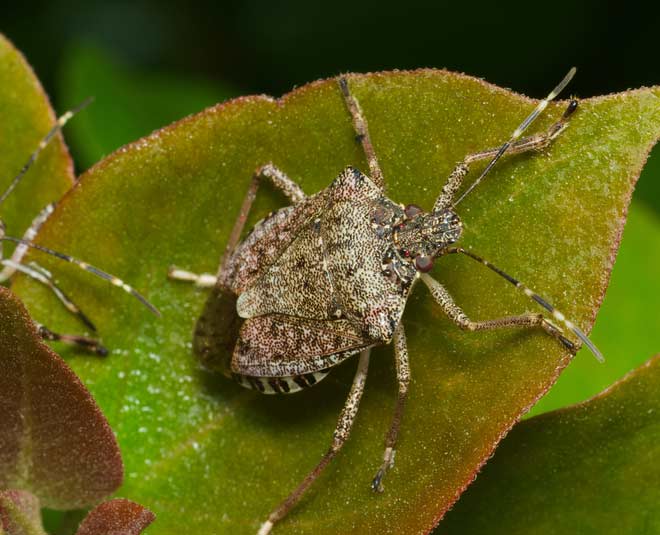 tips to get rid of stink bugs