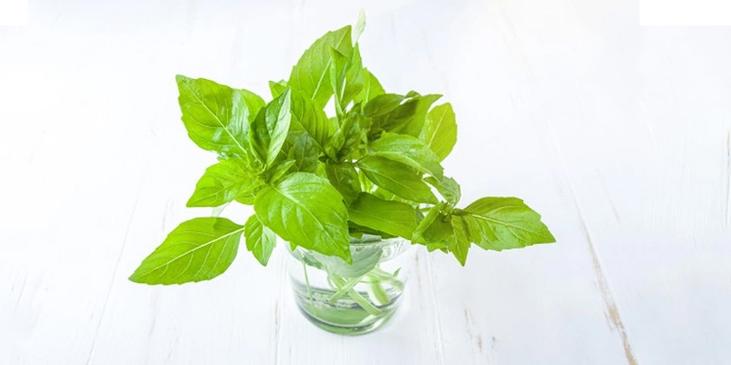 How To Store Basil Leaves For Long Time In Hindiतुलसी की पत्तियों को