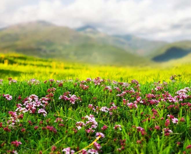 valley of flowers look like antelope valley