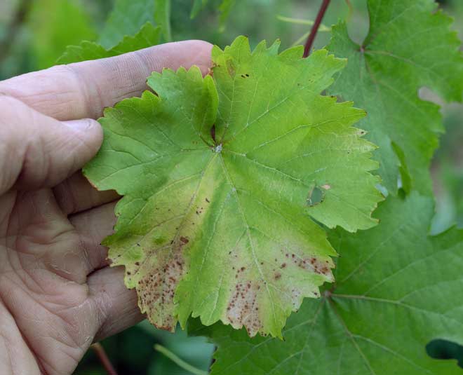 what is plant fungus