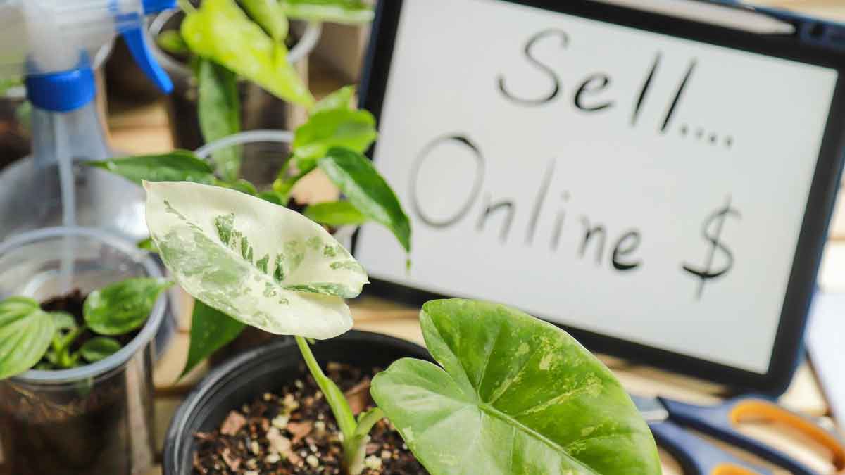 Best Air Purifying Plants