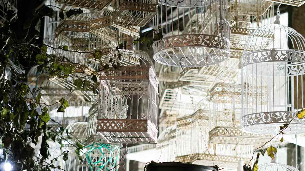 Reason Birds Should not be Caged in Hindiपक्षी को बंद पिंजरे में क्यों