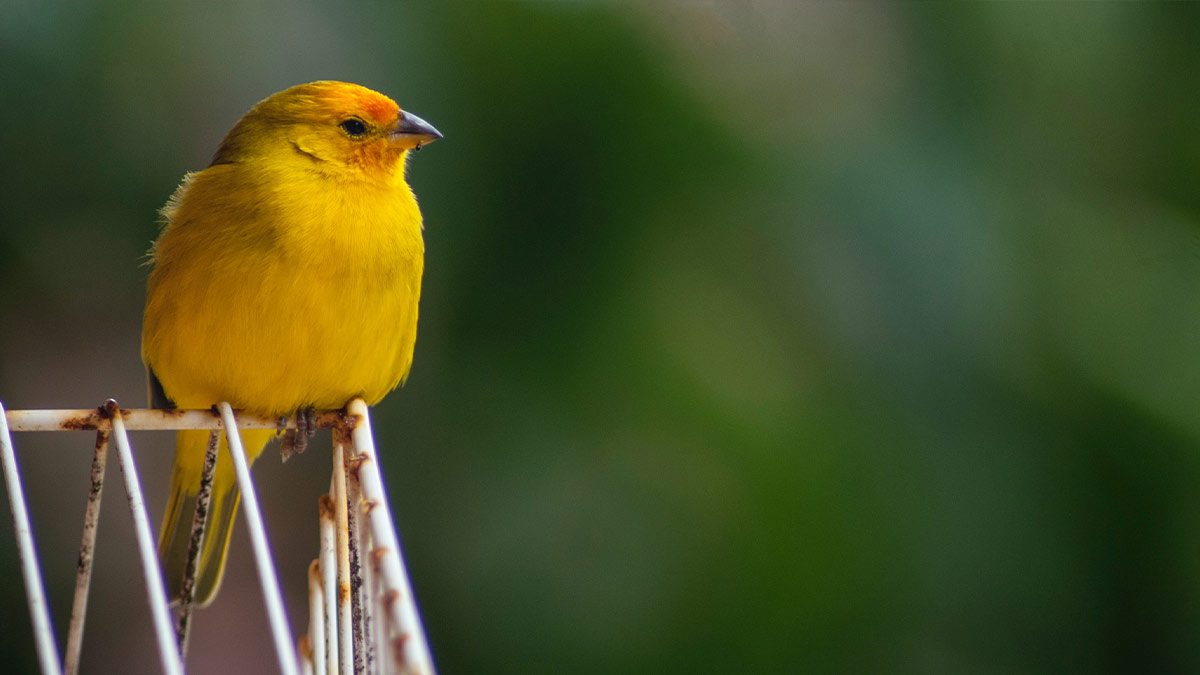 Reason Birds Should not be Caged in Hindiपक्षी को बंद पिंजरे में क्यों