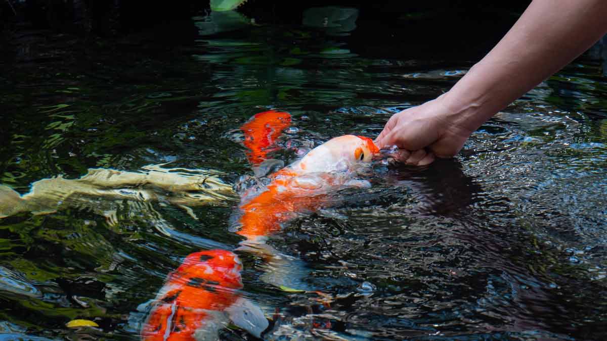 Why You Should Feed Fish Everydayमछली को आटा खिलाने से क्या लाभ होता