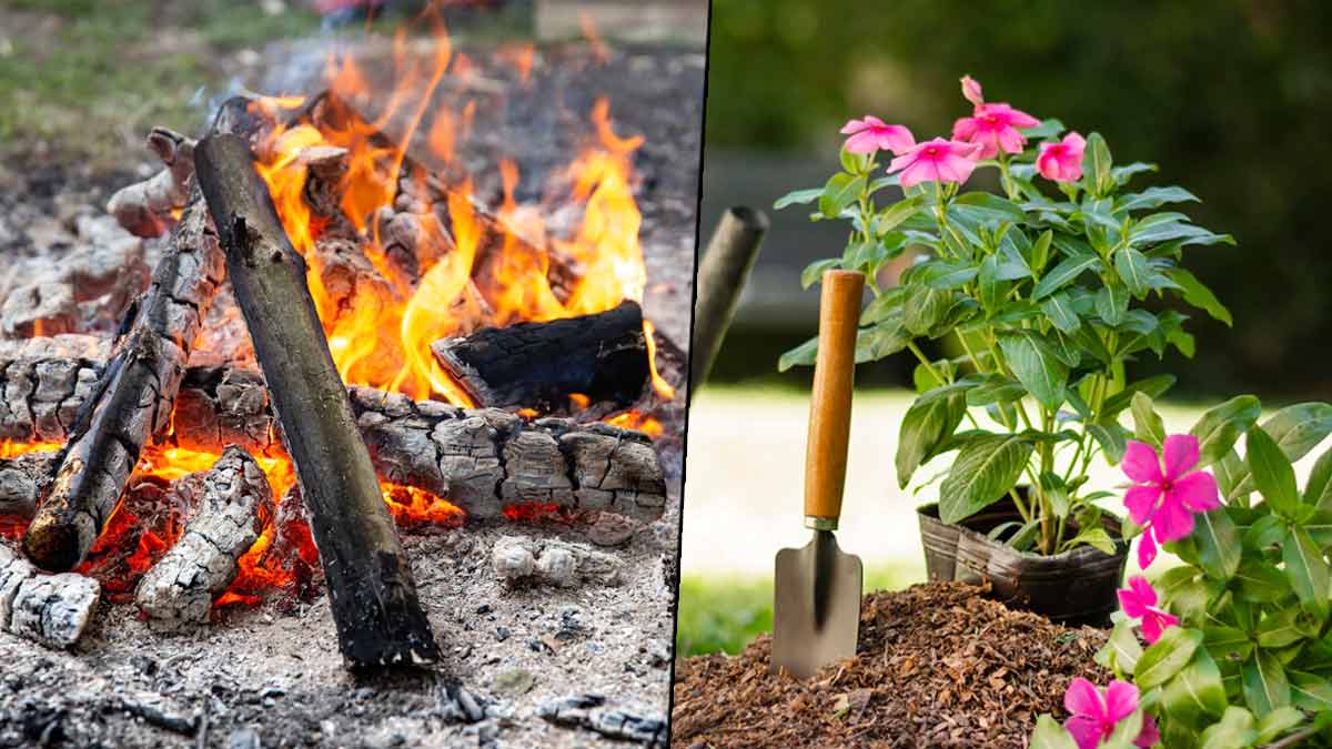Know The Different Ways To Use Wood Ash In The Garden m