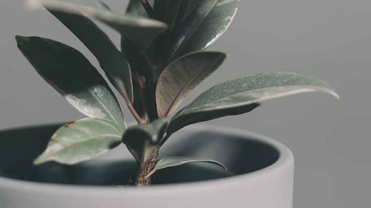 Plants to make Pollution free Home