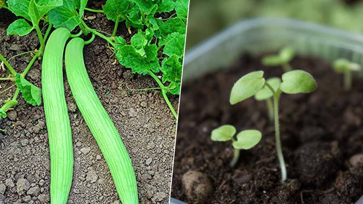 Steps to Grow Kakdi Plant in Pot