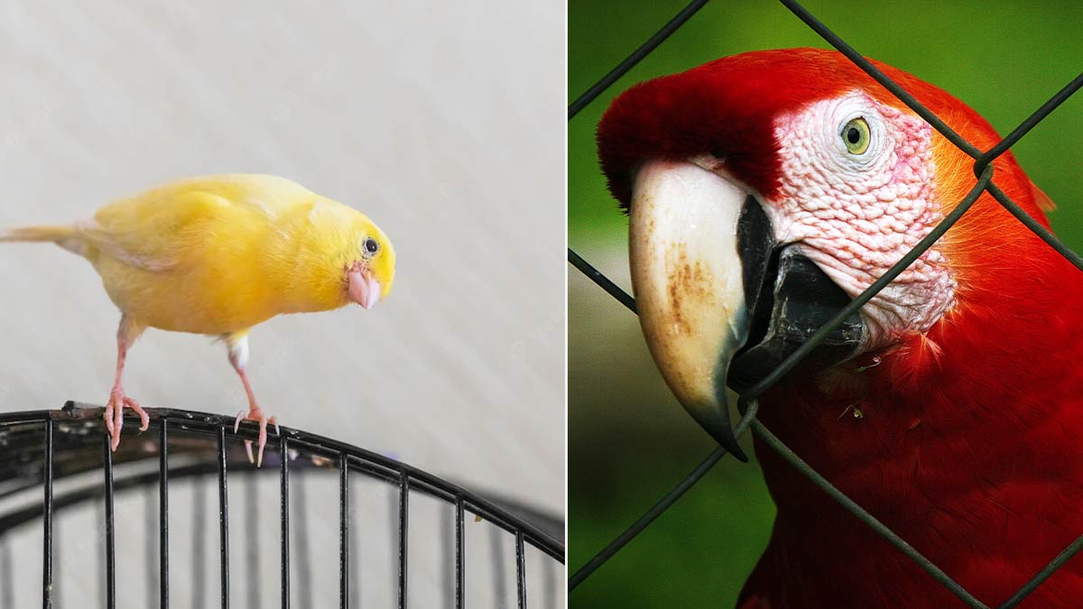 Why Birds should not be Caged at home