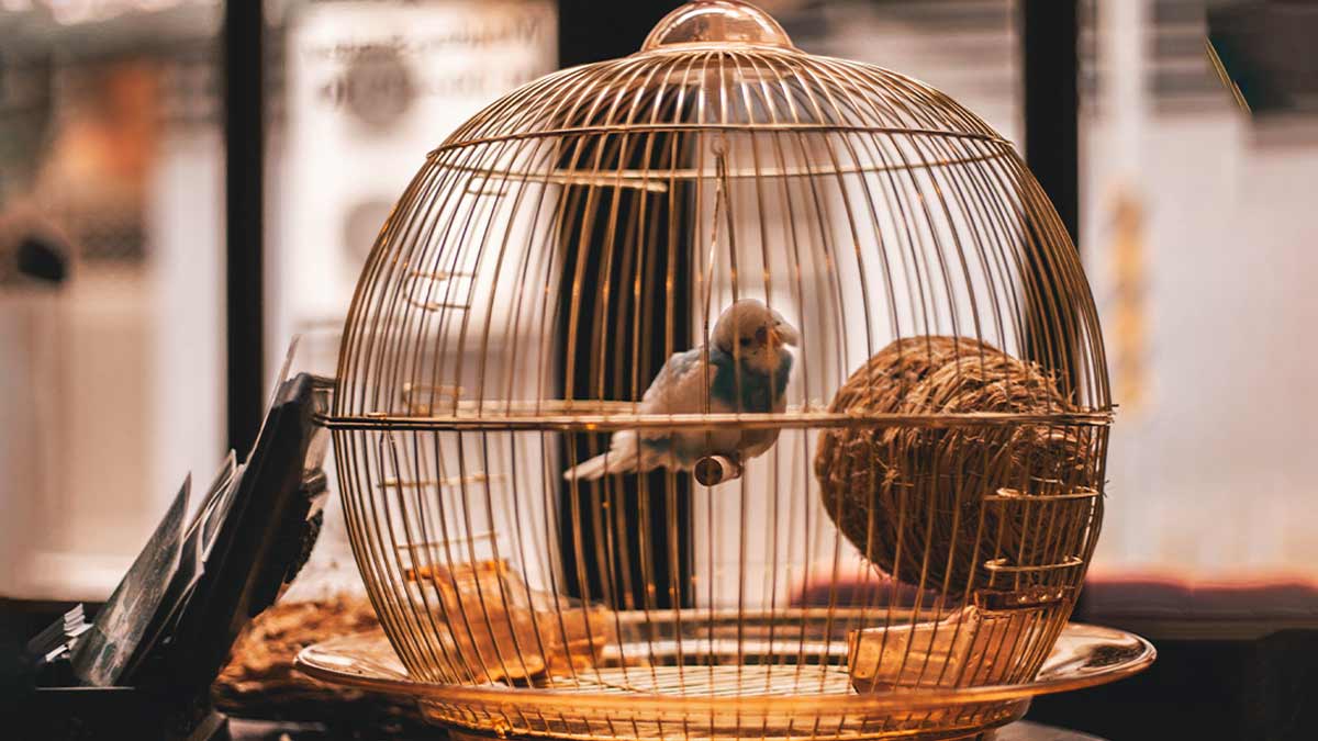 Reason Birds Should not be Caged in Hindiपक्षी को बंद पिंजरे में क्यों