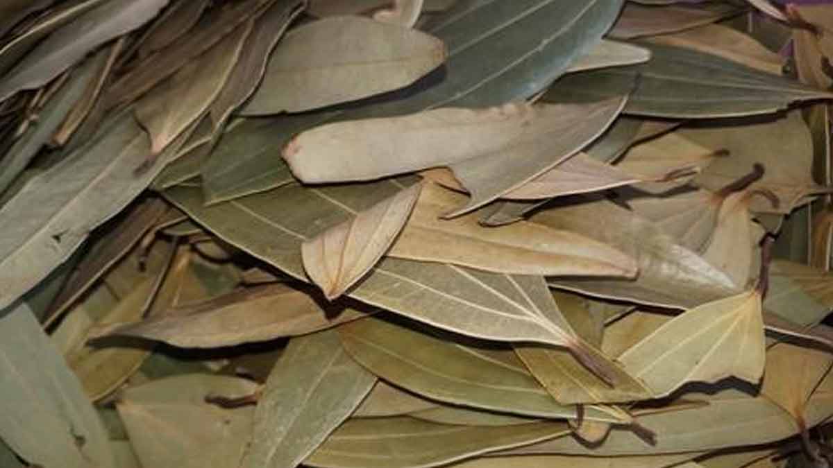 bay leaf for bugs