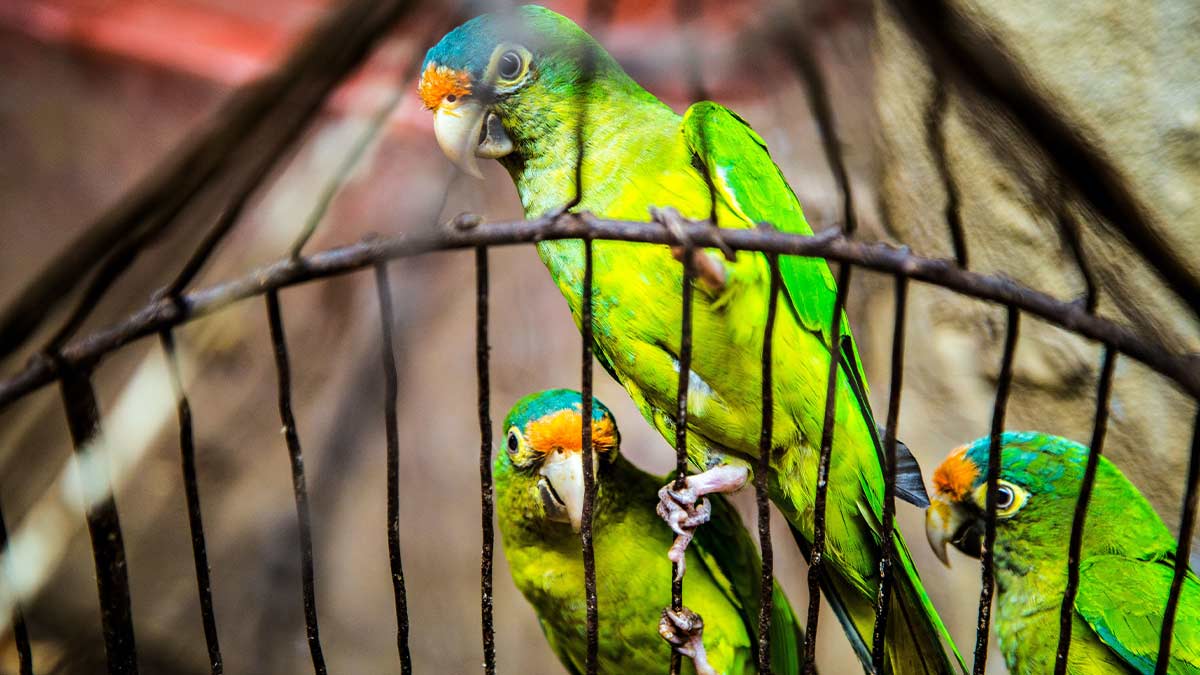 Reason Birds Should not be Caged in Hindiपक्षी को बंद पिंजरे में क्यों