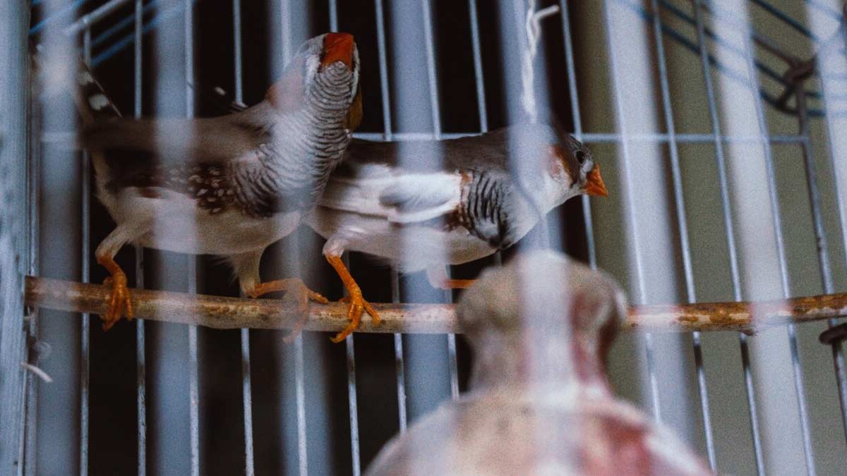 Can We Keep Birds At Home Do Pet Birds Bring Bad Luck? Birds As Pet