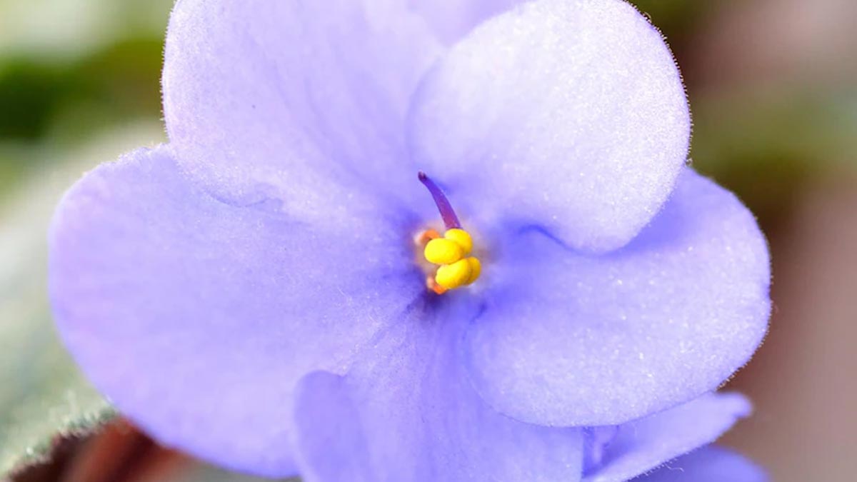 blue violet allergy