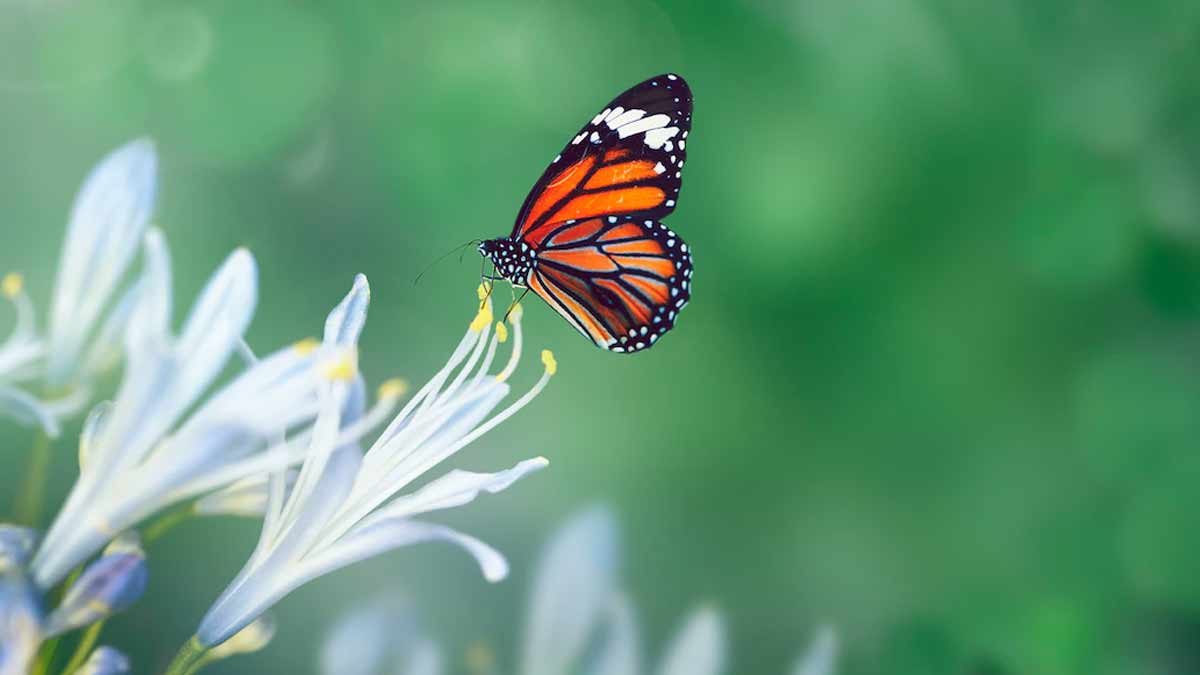 butterfly park delhi timings inside 