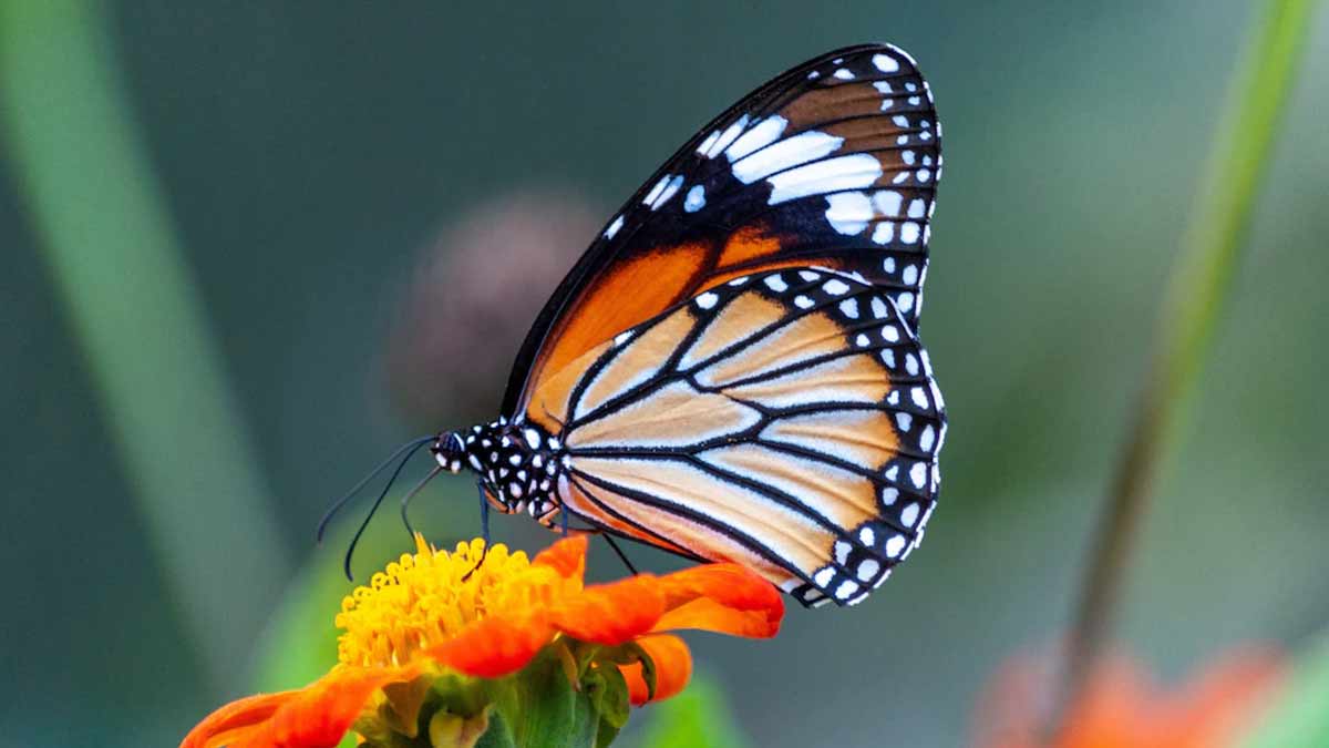 butterfly park saket inside 
