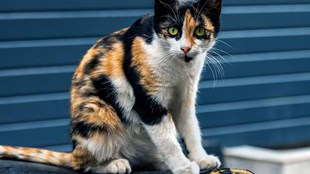 cat  in  hindu  mythology