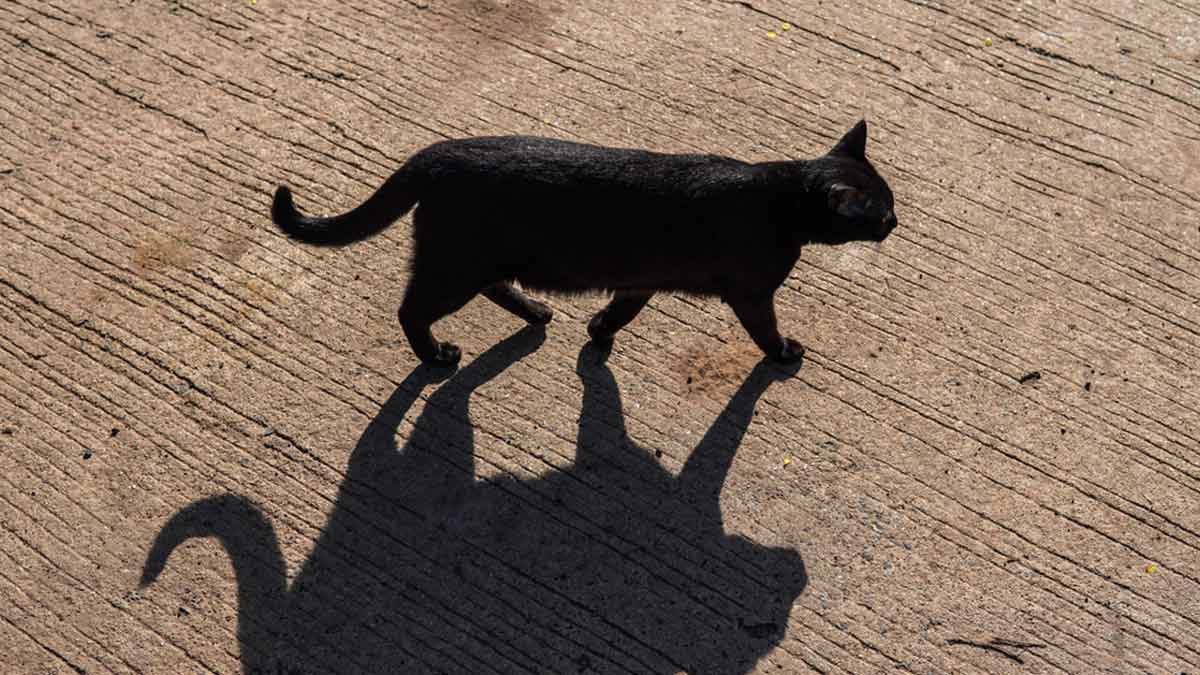 cat  represents  which  planet