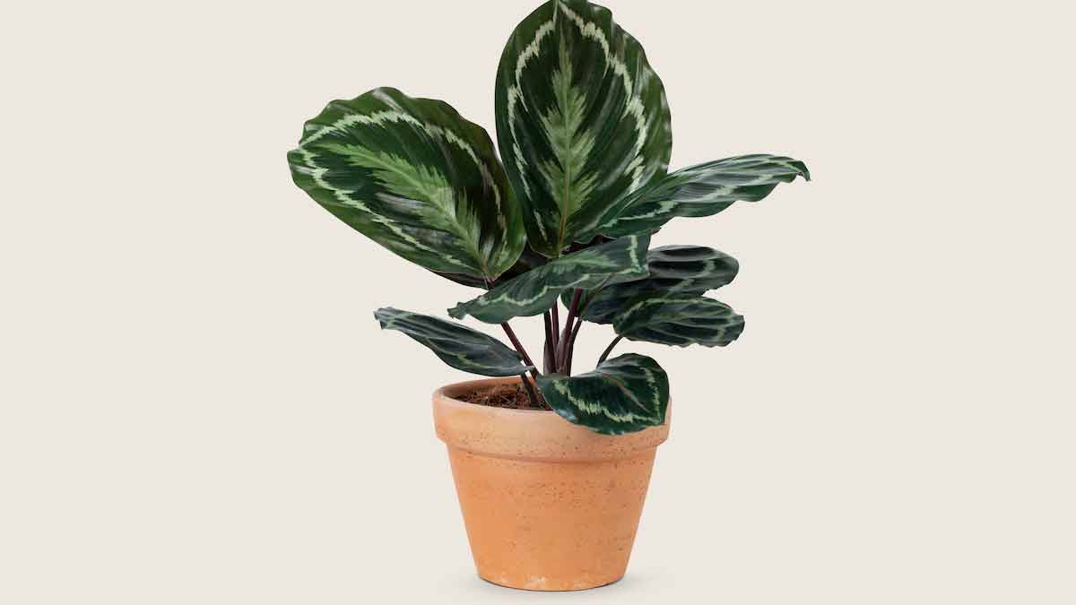 cathalea indoor plant for summer