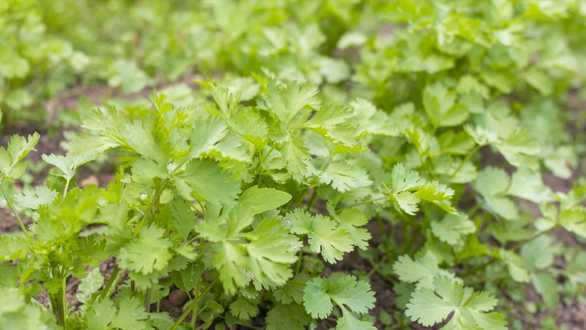 coriander plant care tips