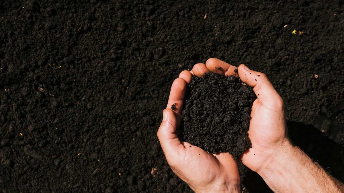 coriander plant caring tips in hindi