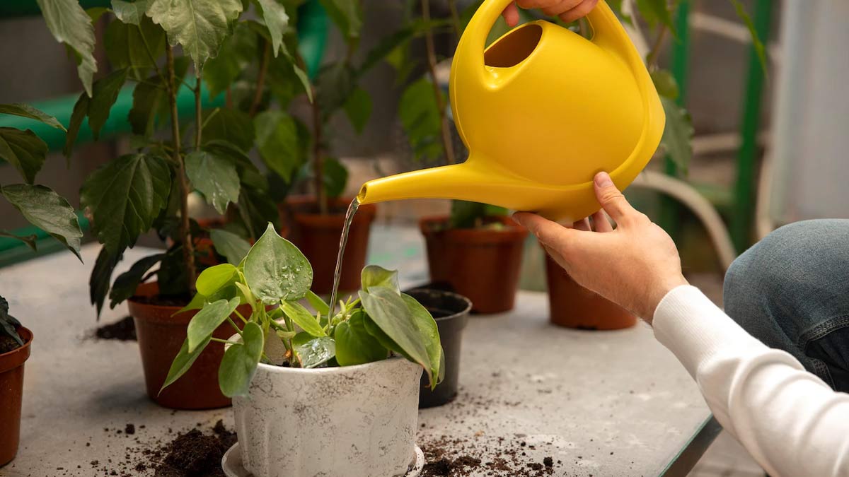 coriander plant caring tips