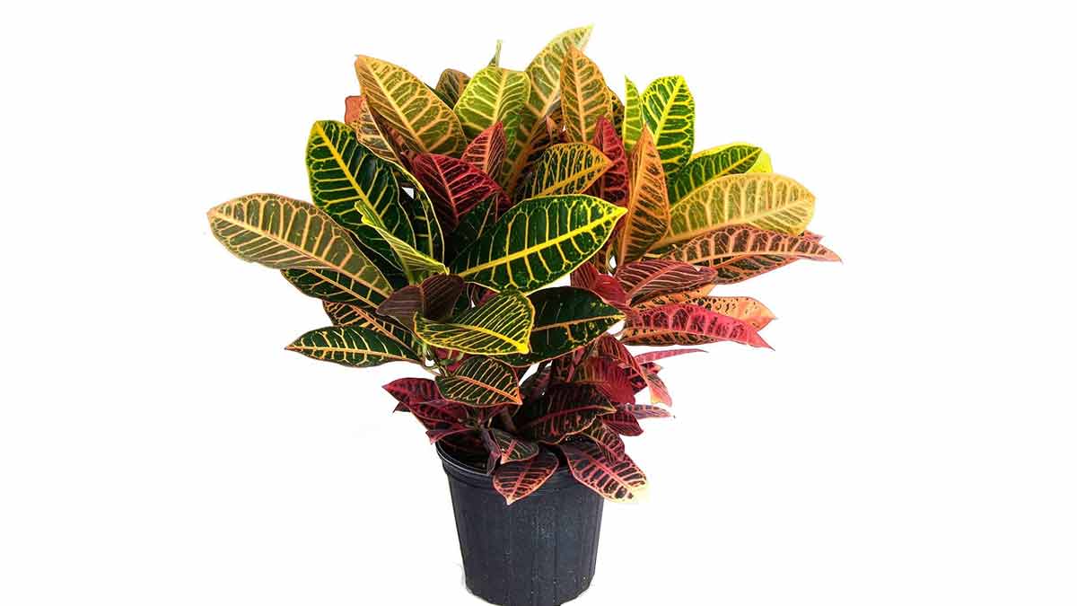 croton indoor plant for summer