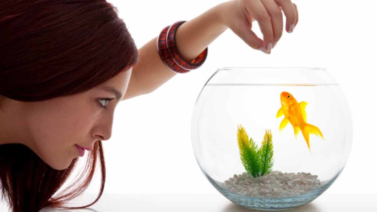 Why You Should Feed Fish Everydayमछली को आटा खिलाने से क्या लाभ होता