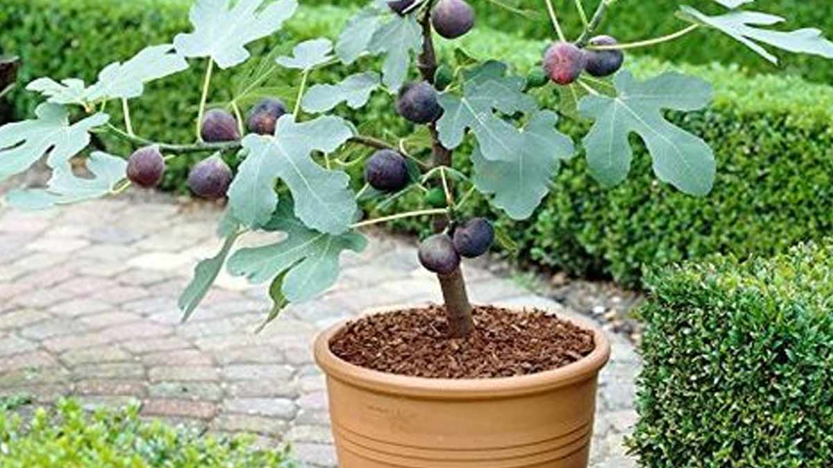 fig plant growing conditions INSIDE 