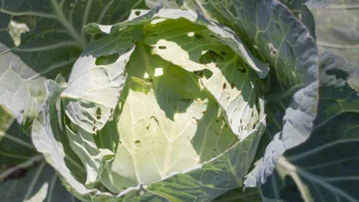 food cleaning tips in hindi